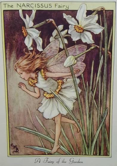 The Narcissus Fairy