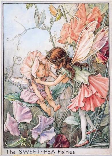 The Sweet-Pea Fairy