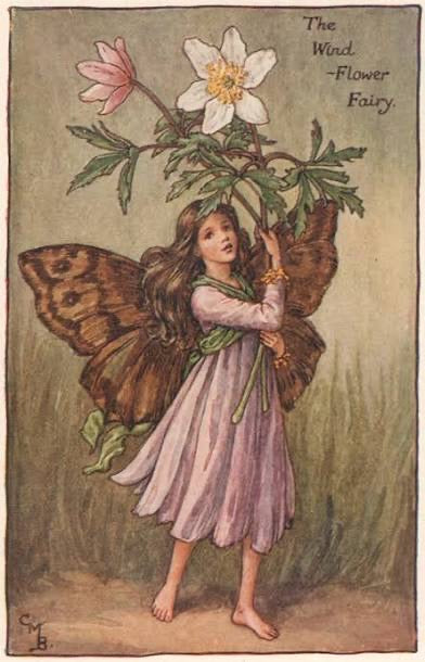 The Wind-Flower Fairy