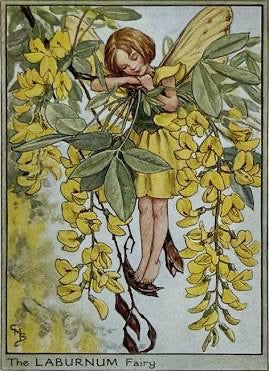 The Laburnum Fairy