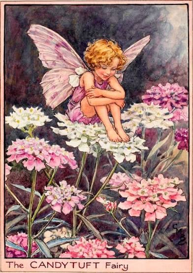 The Candytuft Fairy