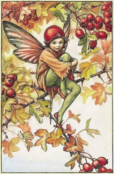 The Hawthorne Fairy