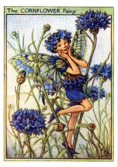 The Cornflower Fairy
