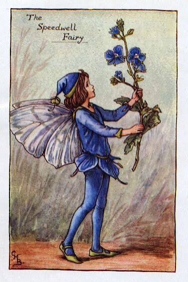The Speedwell Fairy