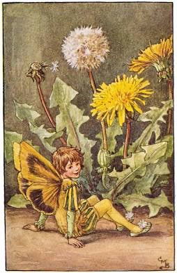 The Dandelion Fairy