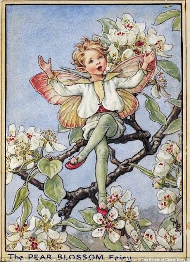 The Pear Blossom Fairy