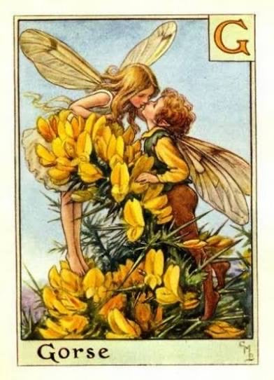 The Gorse Fairy